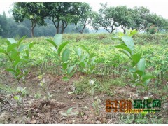 石榴苗木根系好，河南鄢陵彩叶花卉果苗培育基地－软籽石榴苗图2