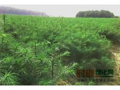水杉纯度高，大量出售水杉，水杉苗木批发 水杉价格｜水杉价格图1