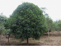 独杆桂花价格，桂花树价格报价参考，凤杨艺德园林苗木公司图1