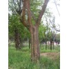 1cm-60cm木瓜树,河南省方城县柳河乡龙凤山木瓜苗木基地