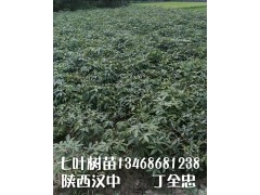 供应七叶树，七叶树小苗，七叶树种子，七叶树价格图2