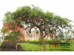 苗木基地,苗木价格网,苗木求购信息,鄢陵花木网图3