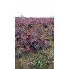 加拿大大红紫荆