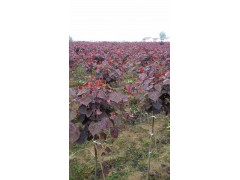 供应樱花，红叶樱花小苗，绿叶樱花，陕西汉中樱花销售图2