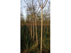 鄢陵世纪苗圃花木有限公司-国槐,河南桧,木槿图1