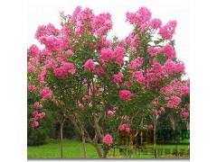 蔷薇苗木价格,紫薇树苗价格,由鄢陵世纪苗圃花木公司提供图1
