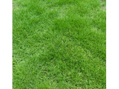 供应马尼拉，马尼拉草坪，赤峰马尼拉草坪销售 天邦草业图2