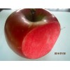 红肉苹果盆景价格，辽中县秋红果树种植专业合作社