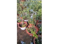 蓝莓价格，蓝莓盆景，辽中县秋红果树种植专业合作社图1