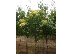 黄花丁香_黄花丁香价格_大量供应各种规格丁香图1