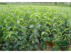 山楂苗_软籽山楂苗价格_优质山楂苗批发图1