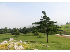 陕西西安，华山松供应基地，华山松批发销售图2