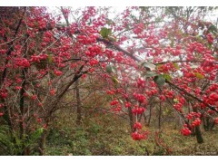 山茱萸价格，山茱萸基地，山茱萸-七彩园林绿化工程有限公司图1