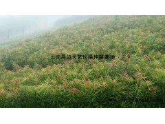 彩叶罗汉松，云南罗汉松供应，彩叶罗汉松小苗图1