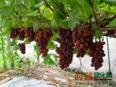 葡萄籽_大量供应山葡萄籽图1