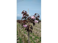 供应樱花，红叶樱花小苗，绿叶樱花，陕西汉中樱花销售图1