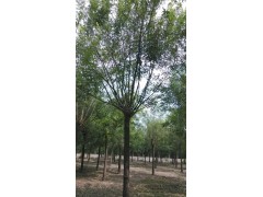批发造型国槐，山东造型国槐，造型国槐销售供应图1