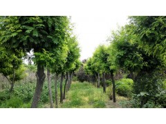 出售国槐，香花槐，黄金槐，山东槐树销售图1