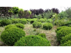 供应瓜子黄杨球，胸径1米上瓜子黄杨球，山东销售基地图1