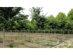 供应高杆樱花，山东高杆樱花，高杆樱花批发销售图2