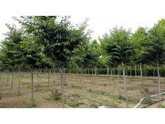 供应高杆樱花，山东高杆樱花，高杆樱花批发销售图1