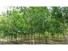 供应白蜡，山东白蜡，潍坊白蜡，白蜡价格表图1