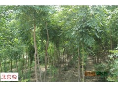 北京栾_北京栾价格_优质北京栾批发图1