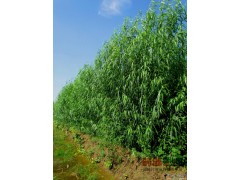速生柳价格|速生柳苗|速生柳苗圃图1