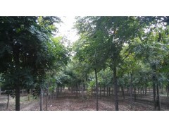 出售栾树，造型栾树大量供应，山东造型栾树销售图1