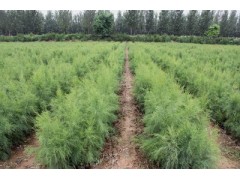 出售柽柳，柽柳小树苗，柽柳树苗图片，价格优惠图2