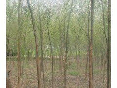 小城黑_各种规格小城黑杨树图1
