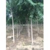 供应椿树，天津椿树销售，6-15公分楸树图片