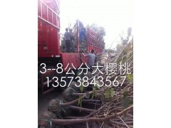 出售樱桃，樱桃树苗，3-8公分大樱桃，樱桃图片图3