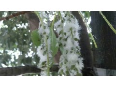 供应杨柳飞絮抑制剂，抑制剂使用效果图图2