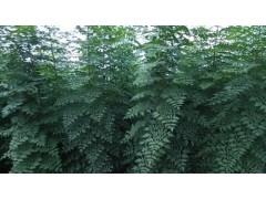 出售北栾，北栾树小苗，山东北栾价格表图2