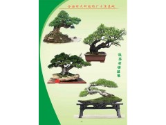 盆景图1