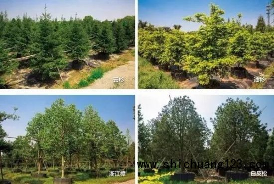 棕榈上海迪士尼苗木储备基地 棕榈上海迪士尼苗木储备基地