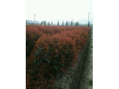 供应红叶石楠，红叶石楠球，红叶石楠桶子柱，河南红叶石楠图2