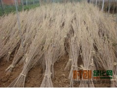 樱花,桂花,樟树,湖南浏阳树烨绿化苗圃图1