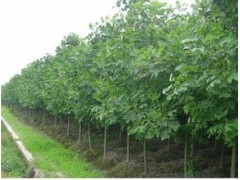 湖南树烨苗圃|湖南苗木网|长沙花木网|长沙苗木图2