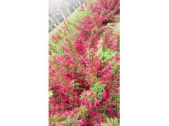 大量供应红王子锦带，红王子锦带小苗，青岛红王子锦带价格表图1