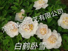 白鹤卧雪牡丹图1