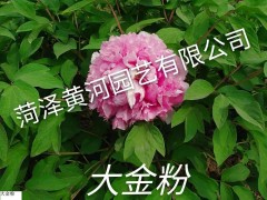 大金粉牡丹图1