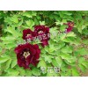 黑花魁牡丹