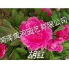 胡红牡丹