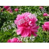 双红楼芍药
