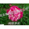 绚丽多彩芍药