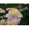 五彩迎白芍药