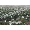 油用牡丹
