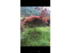 羽毛枫图1